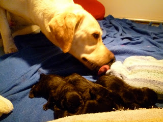 Foto bij Als warme broodjes: Baguette's H-nest is geboren!