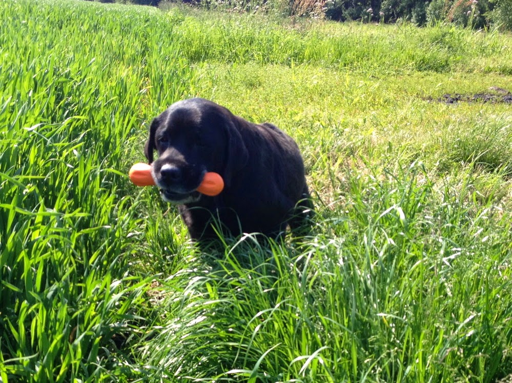 Foto bij Ollie 27 november 2000 - 30 mei 2014