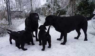 Foto bij Meet Rosie's gang