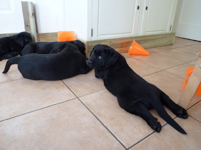 Foto bij Meet Rosie's gang