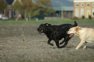Foto bij Gewoon Bijzonder