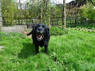 Foto bij Ollie 13 jaar!