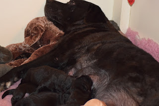 Foto bij Kleine Keetjes