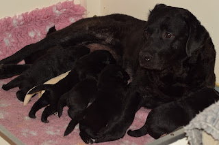 Foto bij Kleine Keetjes