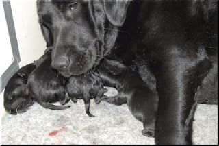 Foto bij Bisou omhelst het moederschap