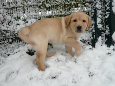 Foto bij Let is snow let it snow let it snowww!