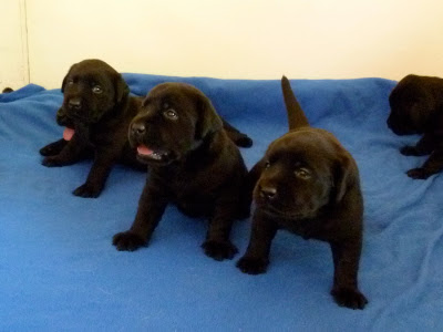 Foto bij Papkindjes
