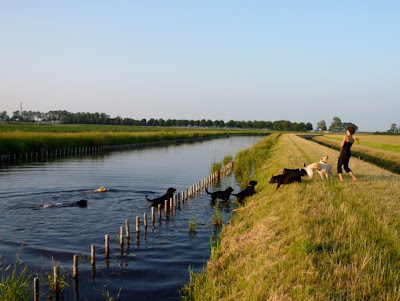 Foto bij Tropen Rooster