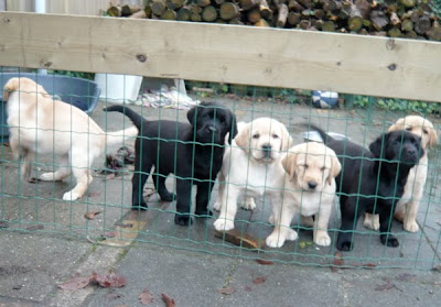 Foto bij A bouncy bunch!