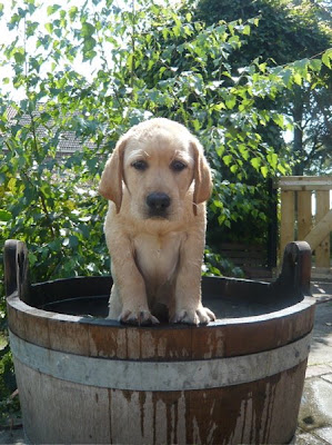 Foto bij Wishstone Labradors