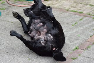 Foto bij LouLou's verjaardagsfeest