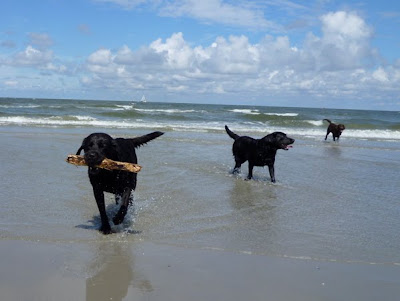 Foto bij Een dagje naar het strand