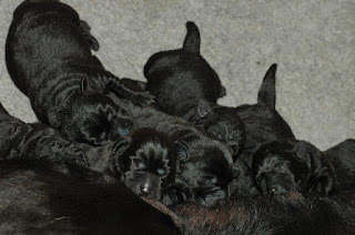 Foto bij Puppies bij donderslag!