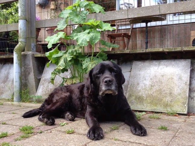 Foto bij Ollie 27 november 2000 - 30 mei 2014