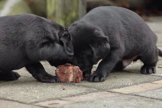Foto bij It's all about the BONE!