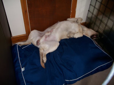 Foto bij Sugar's mannen