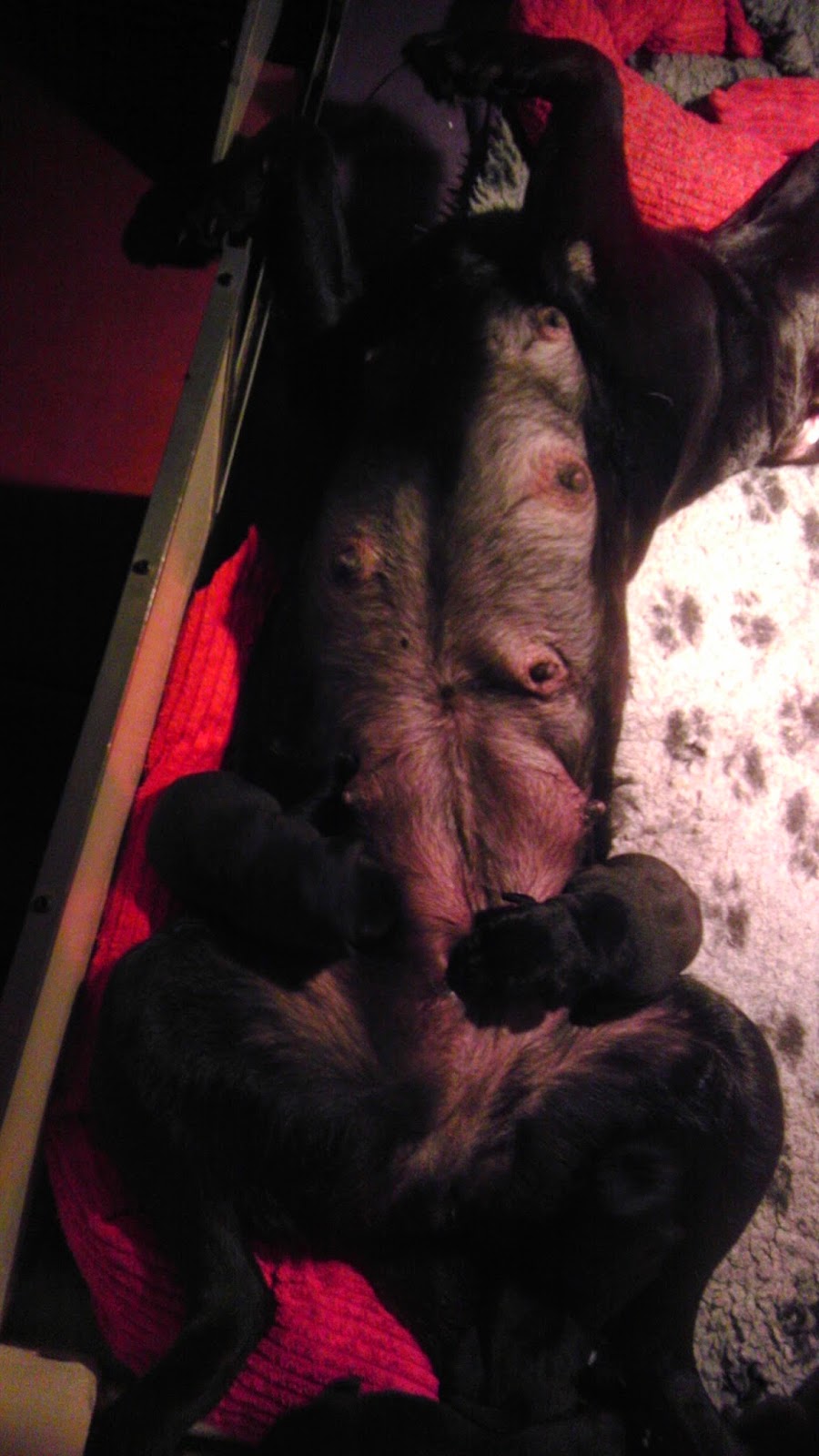 Foto bij Bibi's Babes
