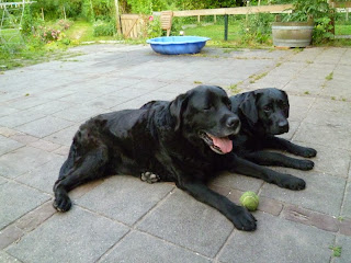 Foto bij Ollie 13 jaar!