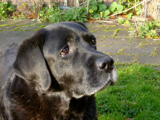 Foto bij Ollie: 12 Jaar en nog steeds een beetje pup
