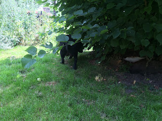 Foto bij Puppies bij donderslag!