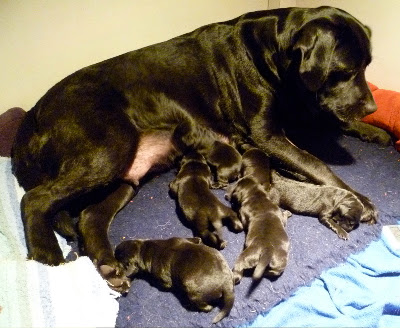 Foto bij Rosie' F-nest