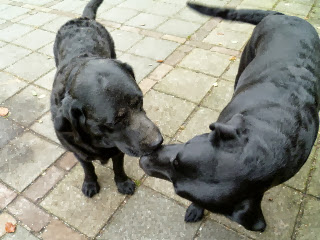 Foto bij Cato in vol ornaat