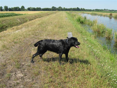 Foto bij Van muurbloempje tot waterrat...
