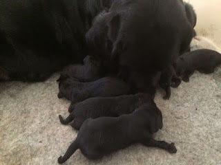 Foto bij Bisou omhelst het moederschap