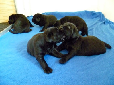 Foto bij Papkindjes