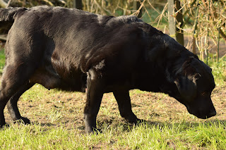 Foto bij Het dubbel dikke buiken blog