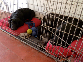 Foto bij Ollie: 12 Jaar en nog steeds een beetje pup