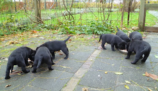 Foto bij De deur uit!
