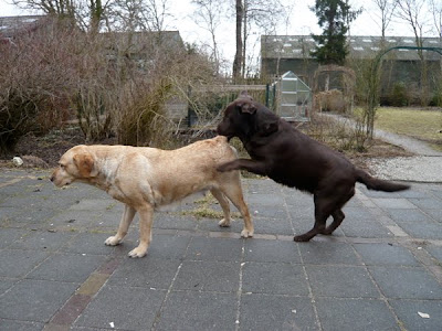 Foto bij Over dekken enzo...