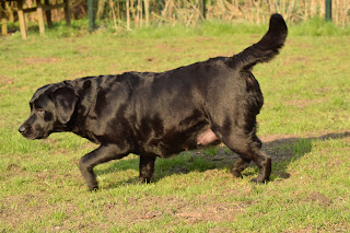Foto bij Het dubbel dikke buiken blog