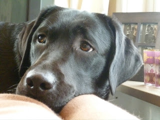 Foto bij Of blogs and dogsz