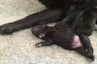 Foto bij Puppies bij donderslag!