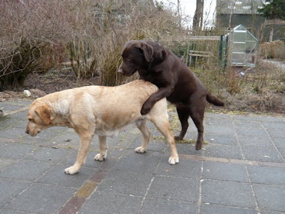 Foto bij Over dekken enzo...