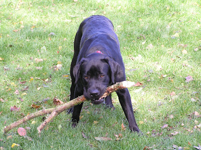 Foto bij C-nest van Janet en Sailor 1 jaar!