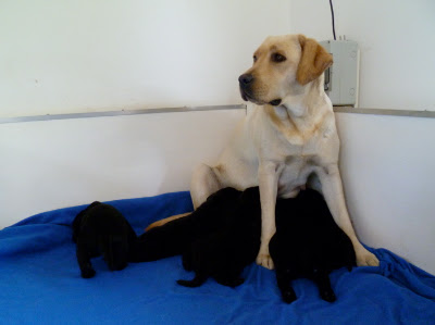 Foto bij Papkindjes