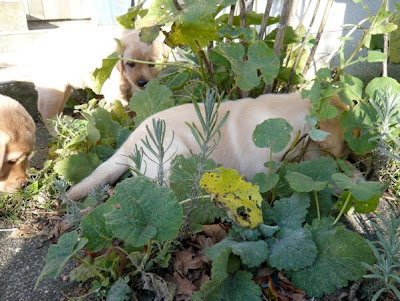 Foto bij Puppy investigations