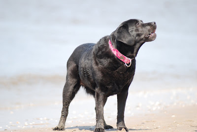 Foto bij Jaarlijkse Stranddag