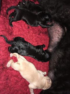 Foto bij Happy Keetjes!