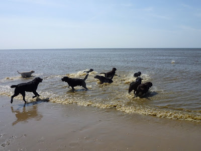 Foto bij Jaarlijkse Stranddag