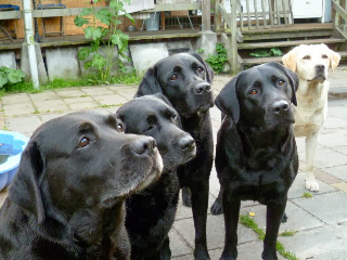 Foto bij Ollie 13 jaar!