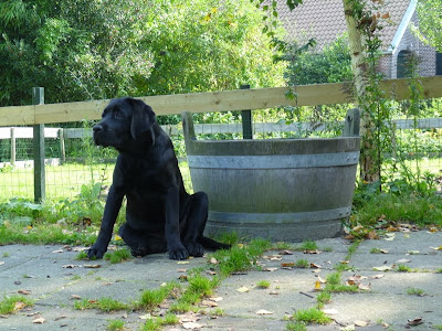 Foto bij Iz izzer door!