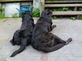 Foto bij Ollie 13 jaar!
