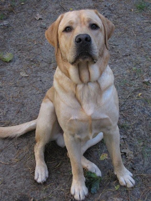 Foto bij C-nest van Janet en Sailor 1 jaar!
