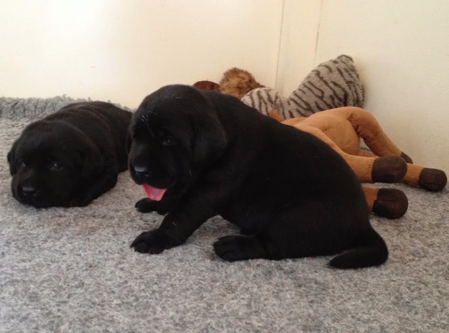 Foto bij Pupdate