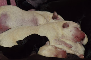 Foto bij Bootsz' Babyboom