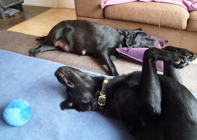 Foto bij Coup de Coeur: Rosie's C-nest